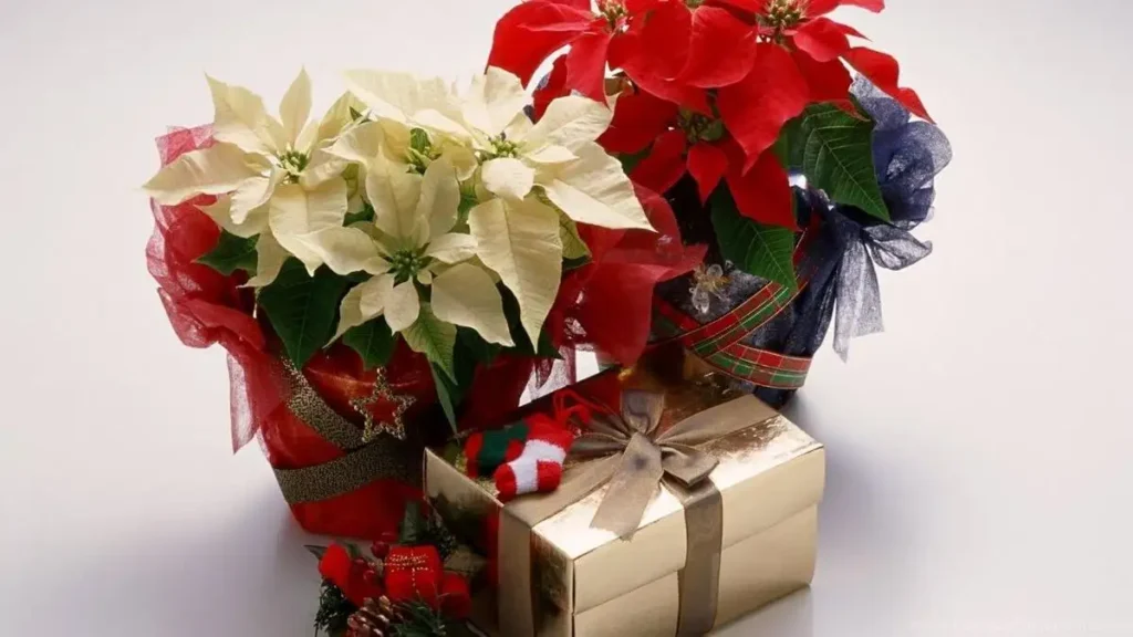 Are Flowers a Good Christmas Gift?